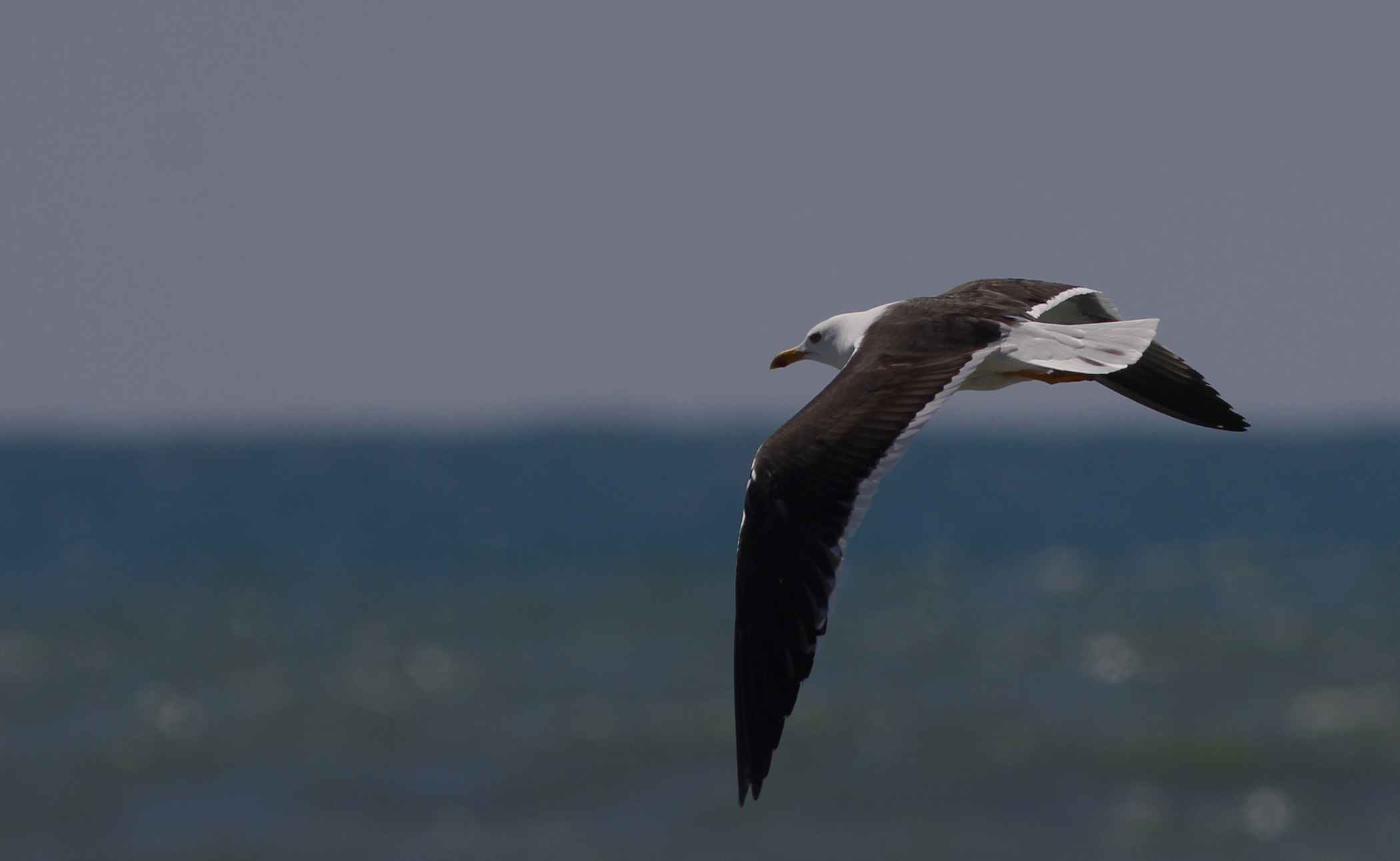 Lesser Black-backed Gull